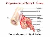 The Muscular System