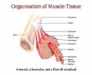 The Muscular System PowerPoint Presentation