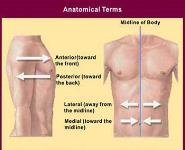 Human Anatomy PowerPoint Presentation Notes