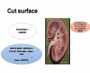 STRUCTURE OF THE KIDNEY PowerPoint Presentation