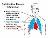 HISTORY OF ANATOMY PowerPoint Presentation
