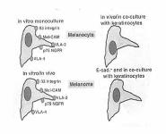 Controversies in Melanoma PowerPoint Presentation