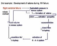 INTRODUCTION TO STUDY OF PATHOPHYSIOLOGY PowerPoint Presentation Notes