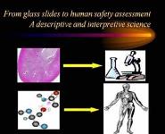 The Role of Pathology in Drug Safety Evaluation PowerPoint Presentation