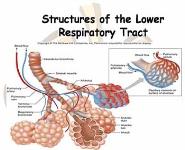 The Anatomy and Physiology of the Respiratory System PowerPoint Presentation