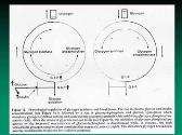 PATHOPHYSIOLOGY OF CARBOHYDRATE METABOLISM