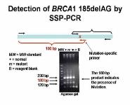 Molecular Oncology PowerPoint Presentation