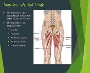 Injuries of the Thigh Hip Groin and Pelvis PowerPoint Presentation