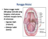 Sistem Pencernaan PowerPoint Presentation