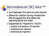 Shoulder Joint-Anatomy