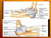 Elbow Injuries