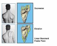 The Shoulder Complex PowerPoint Presentation