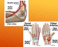 Anatomy and Injuries of Elbow PowerPoint Presentation