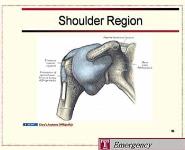 Bursitis Tendonitis Fibromyalgia and RSD PowerPoint Presentation