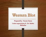 western blot PowerPoint Presentation Notes
