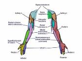 Peripheral Nerve Blocks Overview and complications