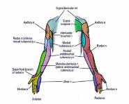 Peripheral Nerve Blocks Overview and complications PowerPoint Presentation