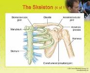 Orthopaedic Injuries PowerPoint Presentation