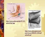 Elbow Anatomy PowerPoint Presentation