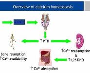 Management of Vitamin D Deficiency and Osteoporosis in Clinical Practice PowerPoint Presentation