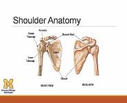 Evaluation of the Painful Shoulder PowerPoint Presentation
