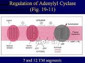 Study Guide for Calcium and Phosphate Metabolism