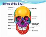 Skeletal System PowerPoint Presentation