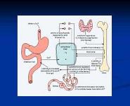 RICKETS and OSTEOMALACIA PowerPoint Presentation