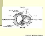 The Knee and Related Structures PowerPoint Presentation