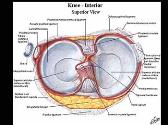 Knee Injuries