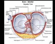 Knee Injuries PowerPoint Presentation
