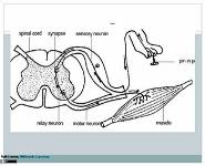 Pain Management PowerPoint Presentation