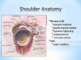Shoulder - Anatomy and Arthroscopy