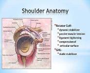 Shoulder - Anatomy and Arthroscopy PowerPoint Presentation