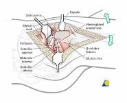 Femoroacetabular Impingement and Hip Arthroscopy PowerPoint Presentation