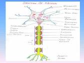 NERVE MUSCLE PHYSIOLOGY