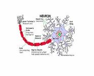 The New Science of Learning PowerPoint Presentation Notes