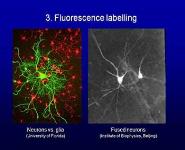 HOW WE STUDY BRAIN and BEHAVIOR PowerPoint Presentation