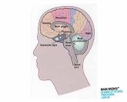 Understanding Parkinsons-a guide for care staff PowerPoint Presentation Notes