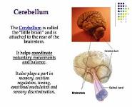 The Brain PowerPoint Presentation