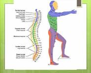 TRANSVERSE MYELITIS PowerPoint Presentation Notes