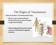 The Origins of Neuroscience PowerPoint Presentation