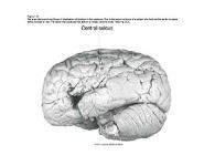 Early Ideas about Brain and Behavior PowerPoint Presentation