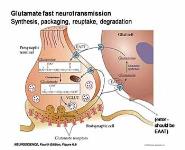 Neurotransmitter and Receptors PowerPoint Presentation