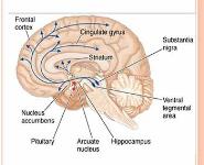 CNS INTRODUCTION PowerPoint Presentation