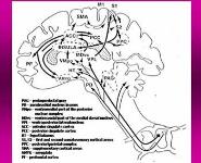 PATHOPHYSIOLOGY OF PAIN PowerPoint Presentation