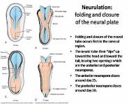 Development of the Nervous System PowerPoint Presentation