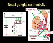 Functional Anatomy of the Basal Ganglia PowerPoint Presentation