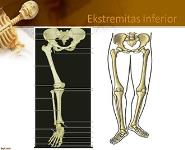 Gangguan Ekstremitas Inferior PowerPoint Presentation Notes
