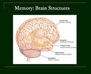 False beliefs about memory PowerPoint Presentation Notes